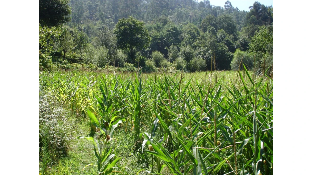 Terreno para Venda em Areias de Vilar e Encourados Foto 5