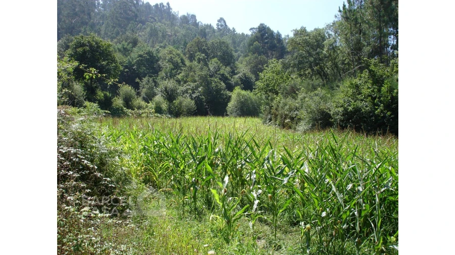Terreno para Venda em Areias de Vilar e Encourados Foto 3
