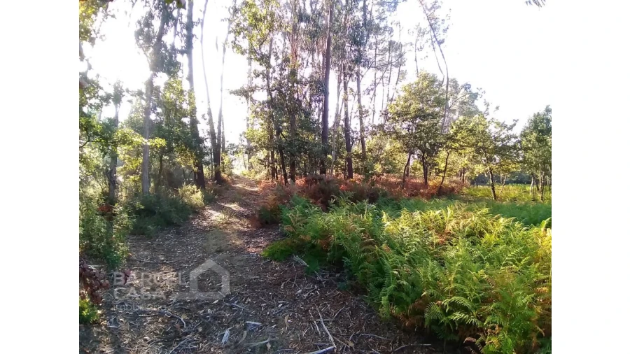 Terreno para Venda em Barcelos, V.Boa, V.Frescainha Foto 2