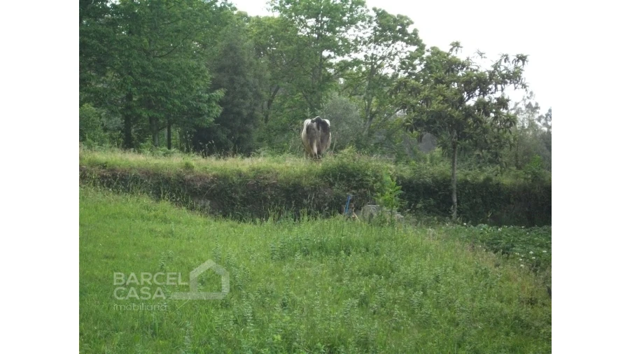 Terreno para Venda em Quintiães e Aguiar Foto 6