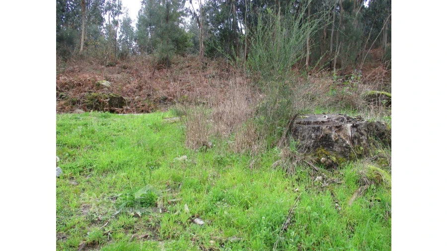 Terreno para Venda em Quintiães e Aguiar Foto 5