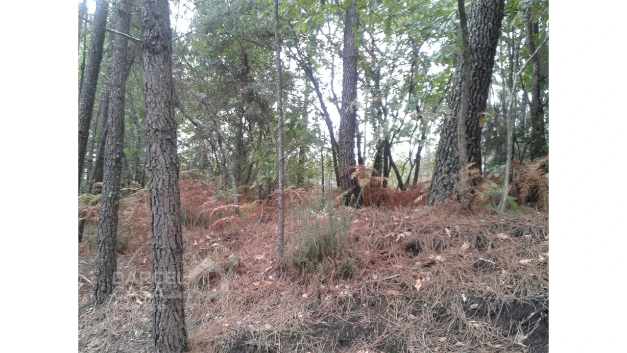 Terreno Agricola ou Rústico para Venda em Creixomil e Mariz Foto 2