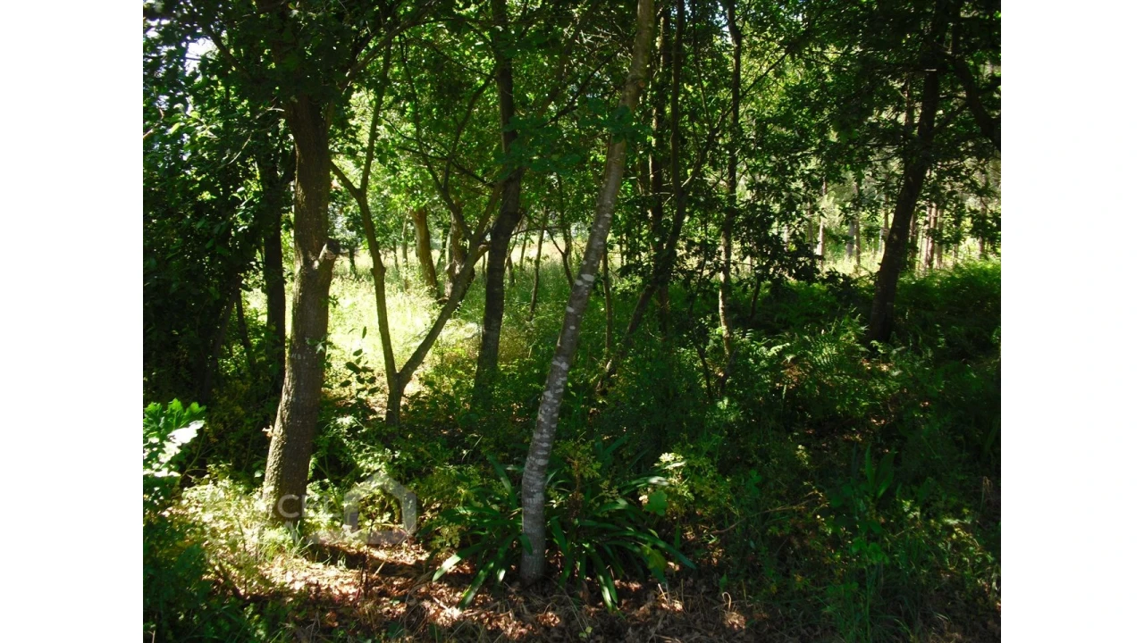 Terreno para Venda em Perelhal Foto 4