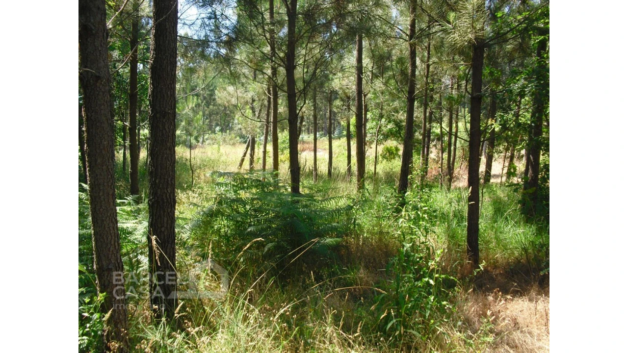 Terreno para Venda em Perelhal Foto 6