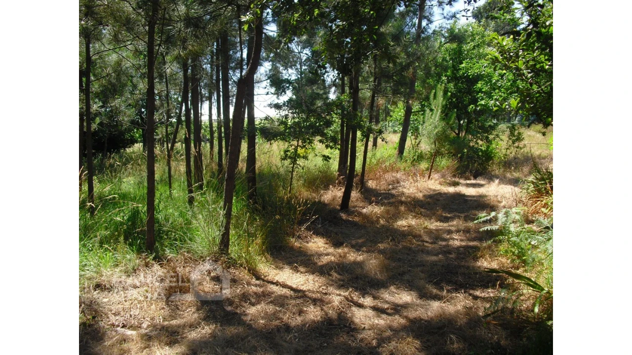 Terreno para Venda em Perelhal Foto 9
