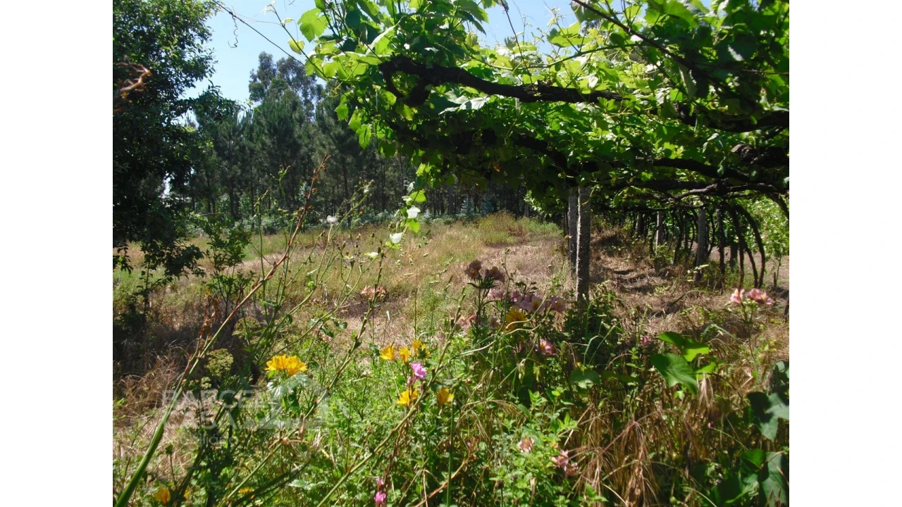 Terreno para Venda em Perelhal Foto 12