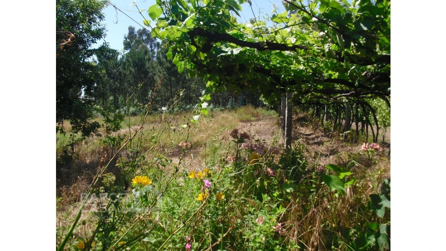 Terreno para Venda em Perelhal Foto 12