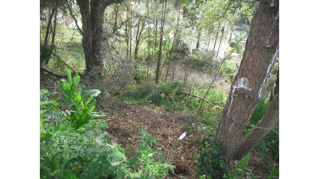 Terreno para Venda em Abade de Neiva Foto 3