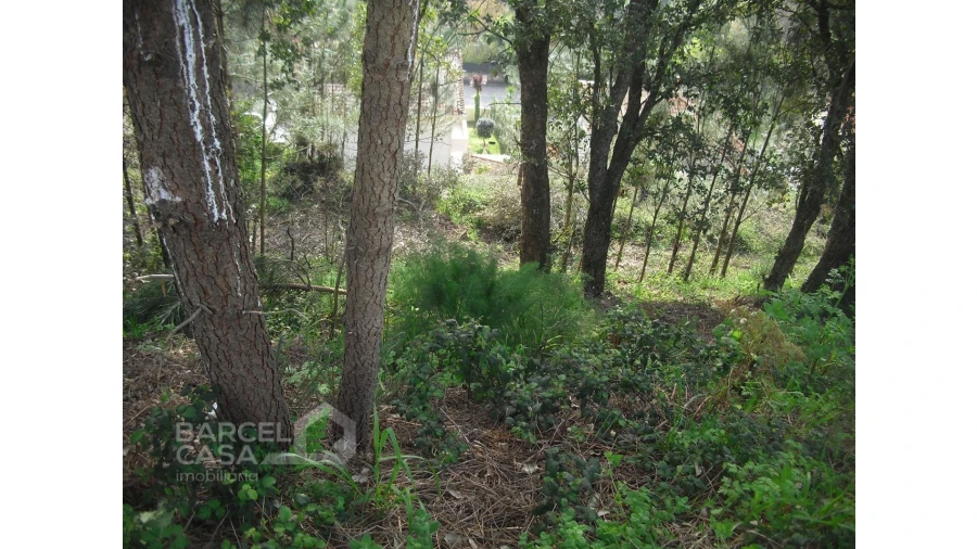 Terreno para Venda em Abade de Neiva Foto 2