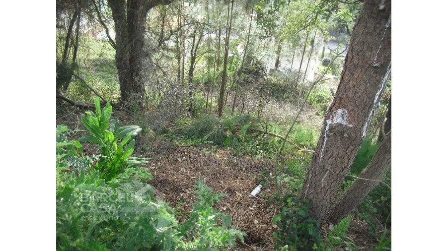 Terreno para Venda em Abade de Neiva Foto 3