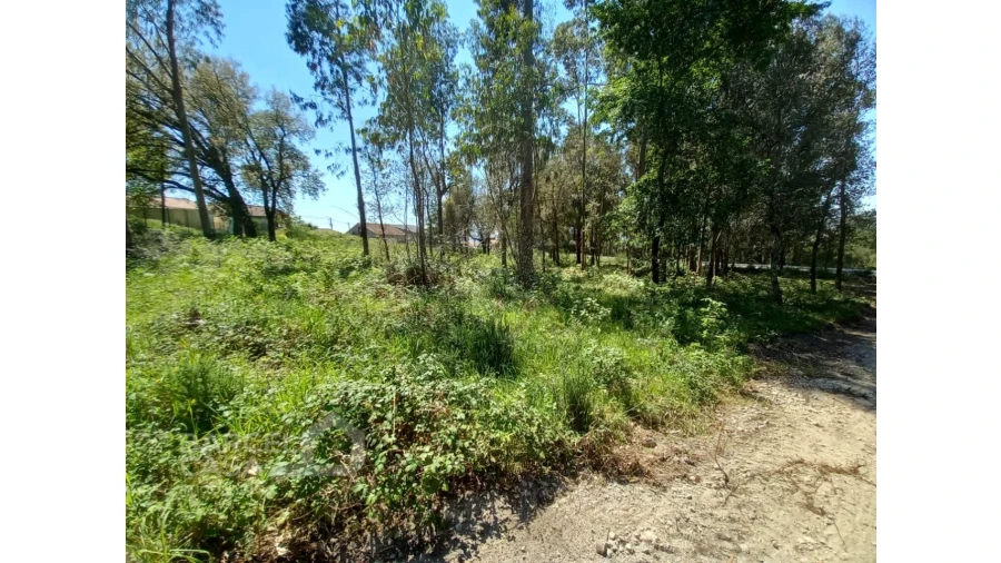 Terreno para Venda em Galegos (São Martinho) Foto 6