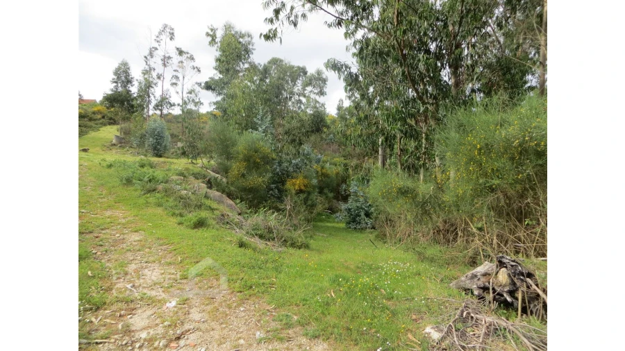 Terreno para Venda em Navió e Vitorino dos Piães Foto 4