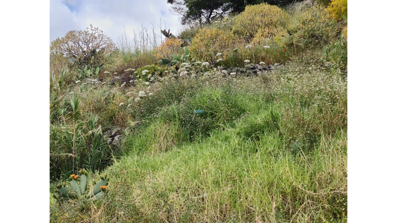 Terreno para Venda em Tabua Foto 7
