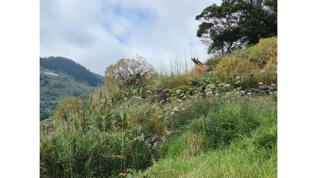 Terreno para Venda em Tabua Foto 1
