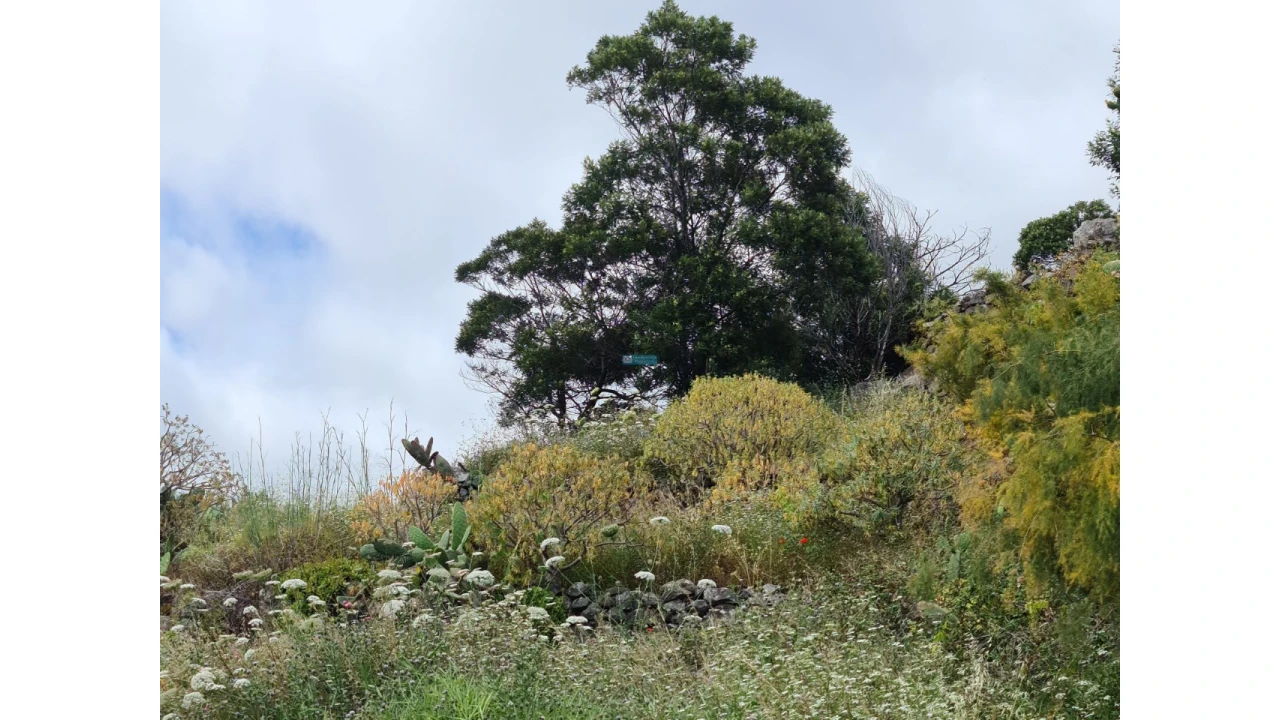 Terreno para Venda em Tabua Foto 8