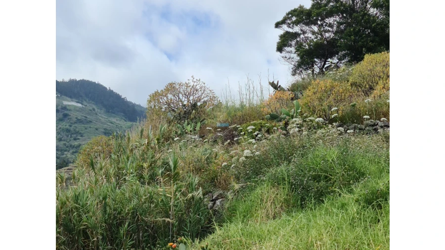 Terreno para Venda em Tabua Foto 1