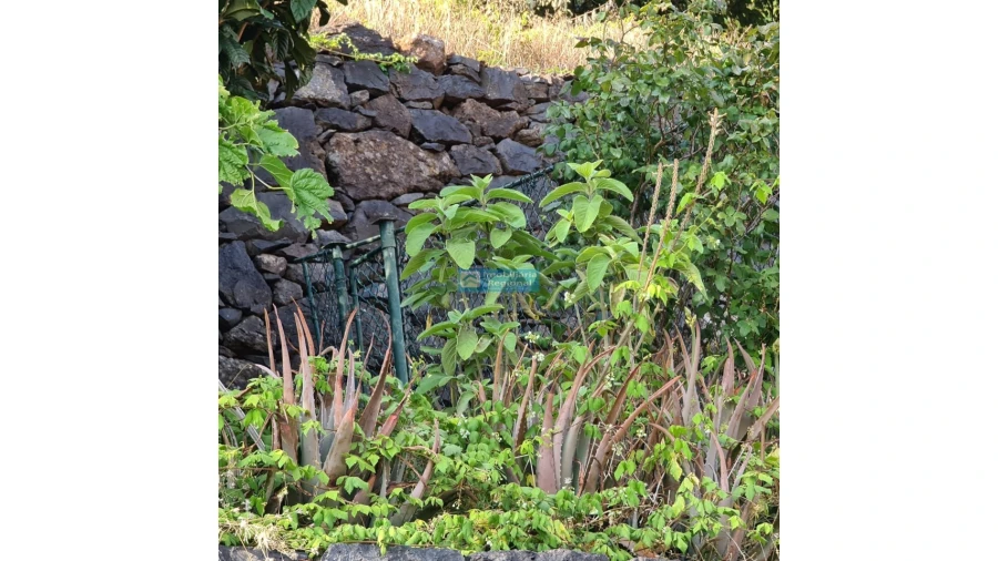 Terreno para Venda em Tabua Foto 13