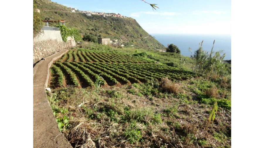 Terreno para Venda em Calheta Foto 7