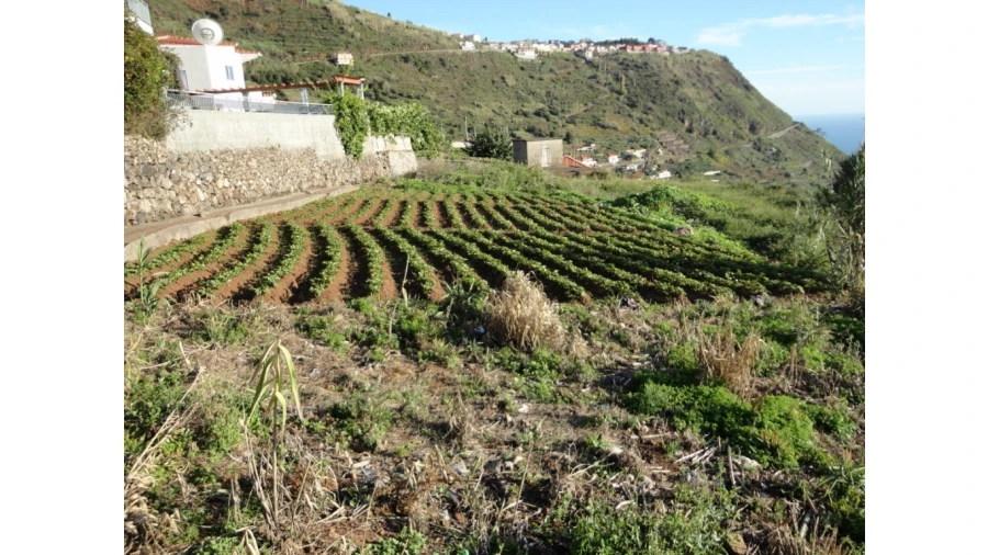 Terreno para Venda em Calheta Foto 8