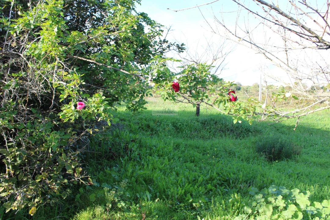 Quinta T3 para Venda em Odiaxere Foto 18