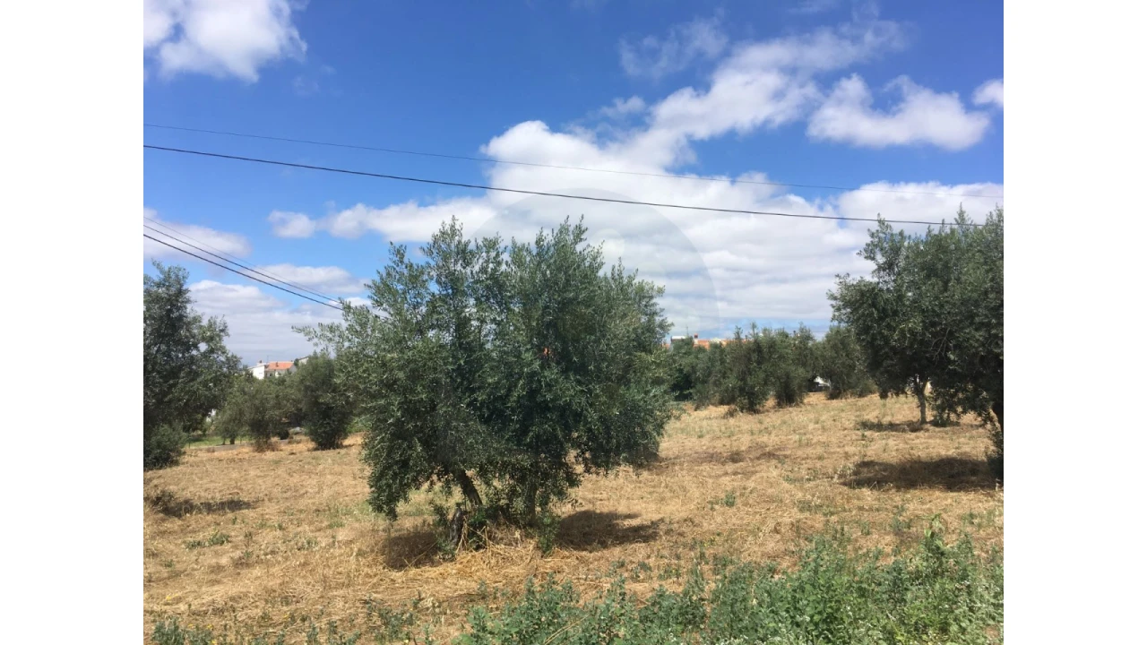 Terreno para Venda em Mouriscas Foto 5