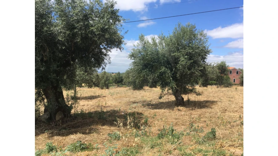 Terreno para Venda em Mouriscas