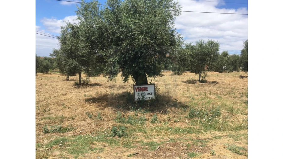 Terreno para Venda em Mouriscas Foto 3