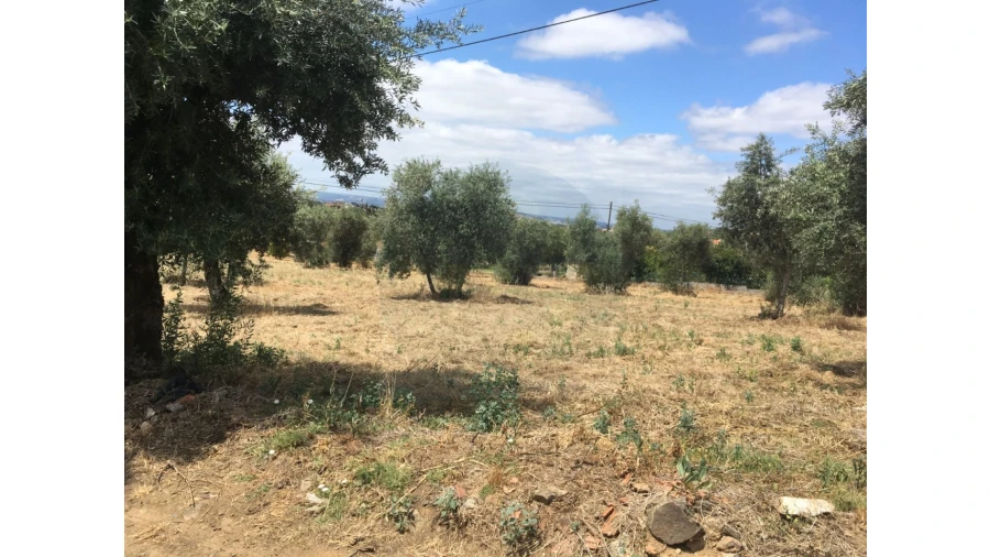 Terreno para Venda em Mouriscas Foto 4