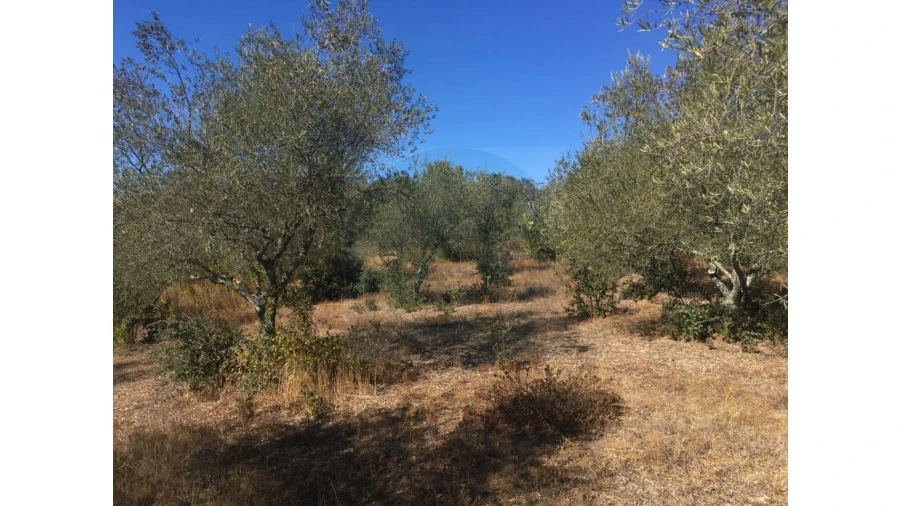 Terreno Agricola ou Rústico para Venda em Valhascos Foto 1