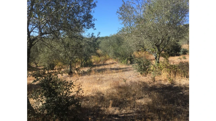 Terreno Agricola ou Rústico para Venda em Valhascos Foto 2
