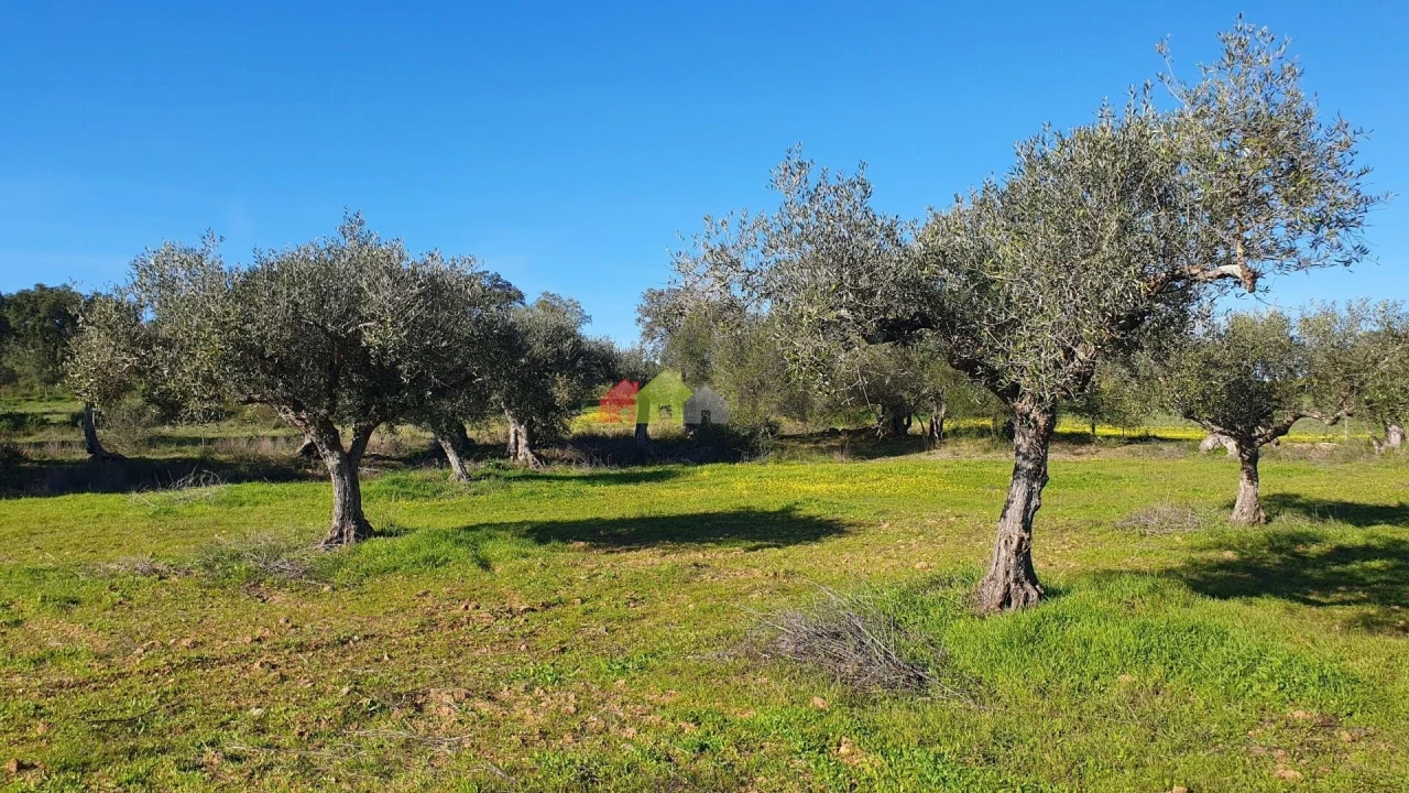 Terreno para Venda em Vila Alva Foto 4