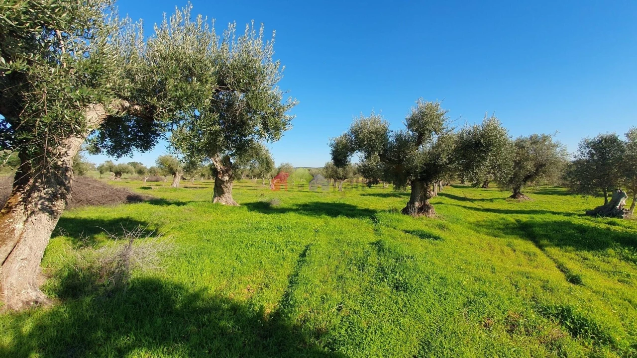 Terreno para Venda em Vila Alva Foto 8