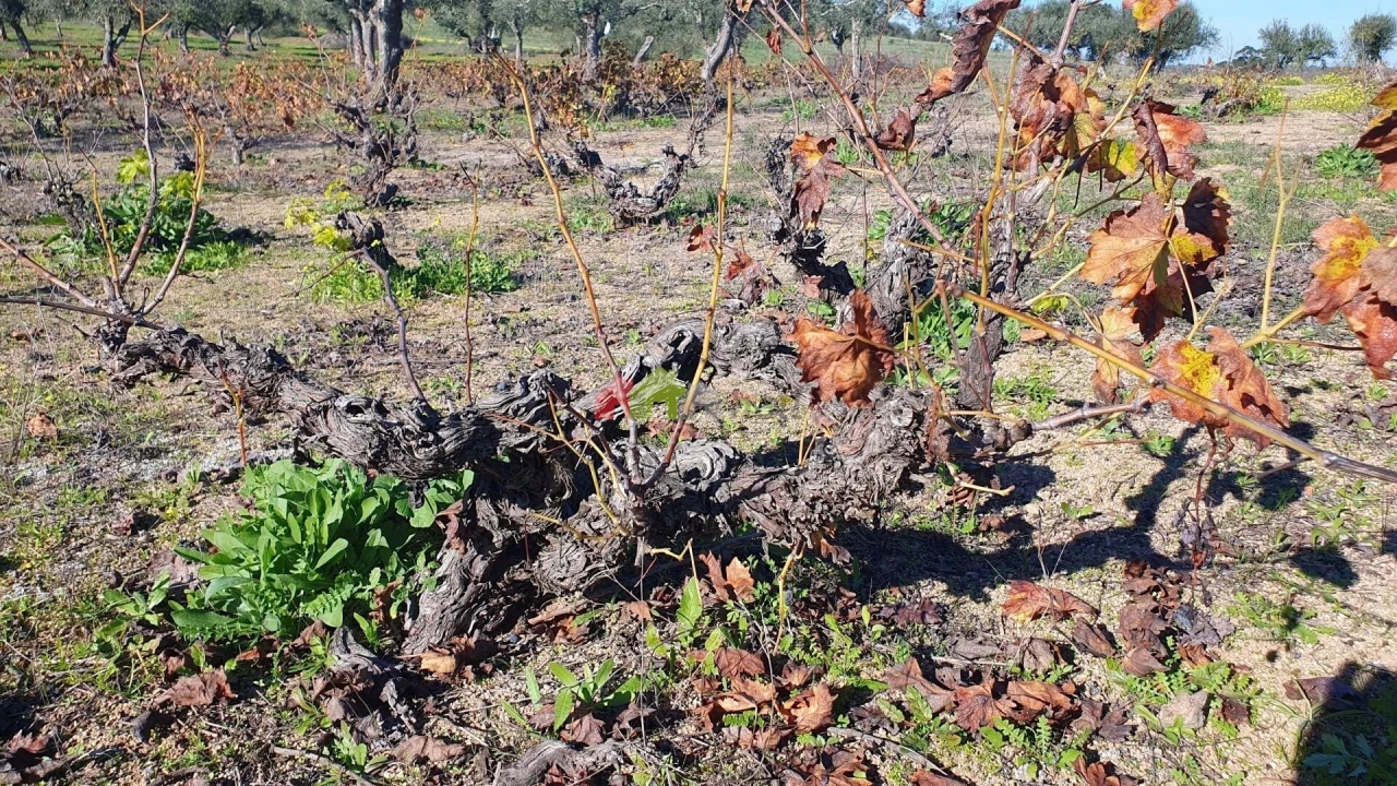 Terreno para Venda em Vila Alva Foto 13