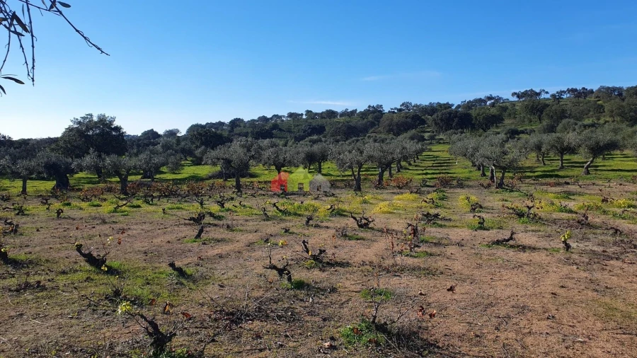 Terreno para Venda em Vila Alva Foto 25