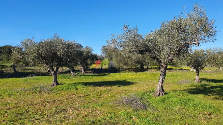 Terreno para Venda em Vila Alva Foto 4
