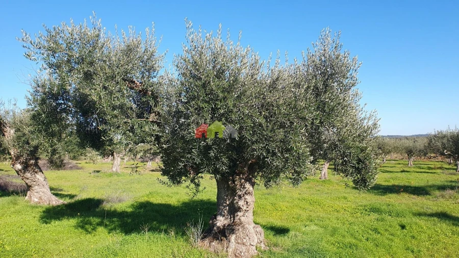 Terreno para Venda em Vila Alva Foto 6