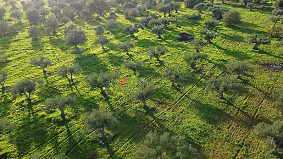 Terreno para Venda em Vila Alva Foto 16