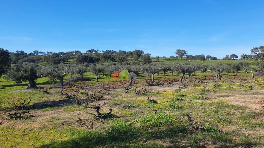 Terreno para Venda em Vila Alva Foto 11