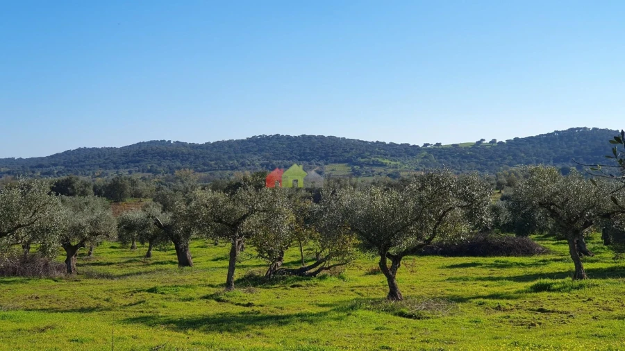 Terreno para Venda em Vila Alva Foto 2