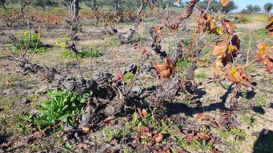 Terreno para Venda em Vila Alva Foto 13
