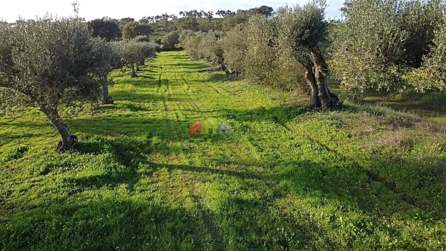 Terreno para Venda em Vila Alva Foto 17