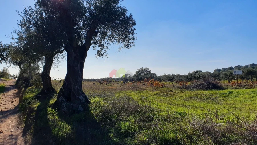 Terreno para Venda em Vila Alva