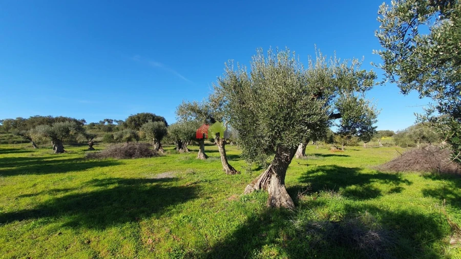 Terreno para Venda em Vila Alva Foto 7
