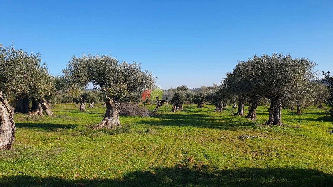 Terreno para Venda em Vila Alva Foto 9