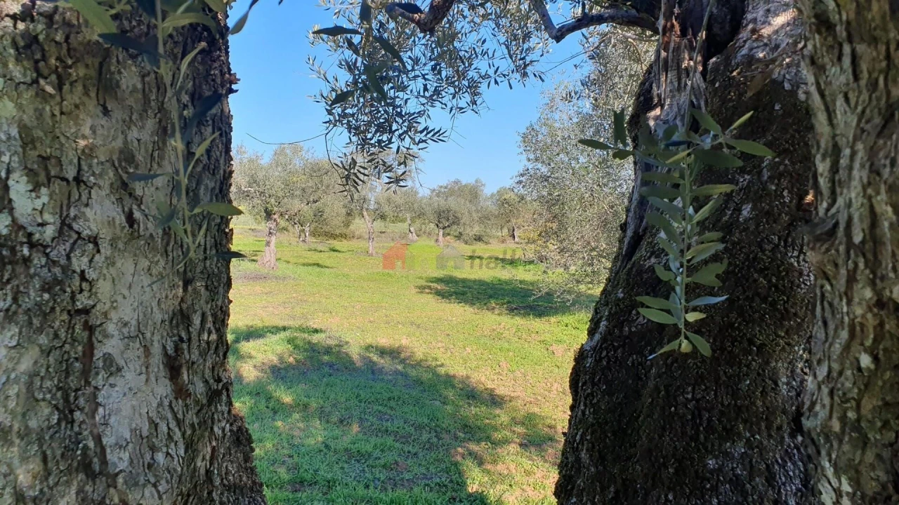 Terreno para Venda em Vila Alva Foto 5