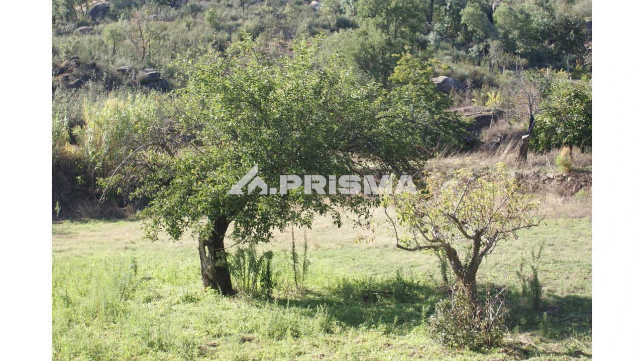 Quinta para Venda em Pero Viseu Foto 12