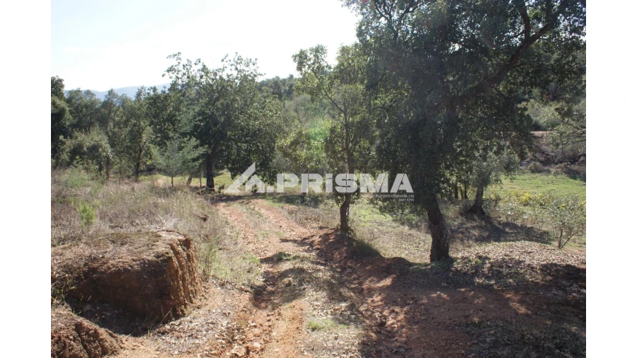 Quinta para Venda em Pero Viseu Foto 7