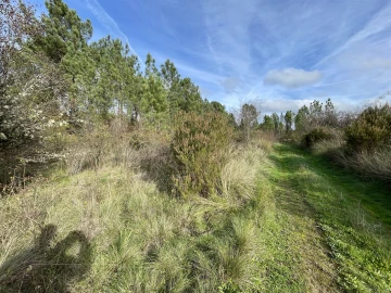Terreno Agricola ou Rústico para Venda em Sarzedas