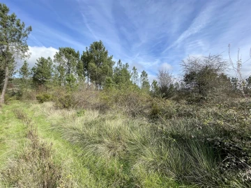 Terreno Agricola ou Rústico para Venda em Sarzedas
