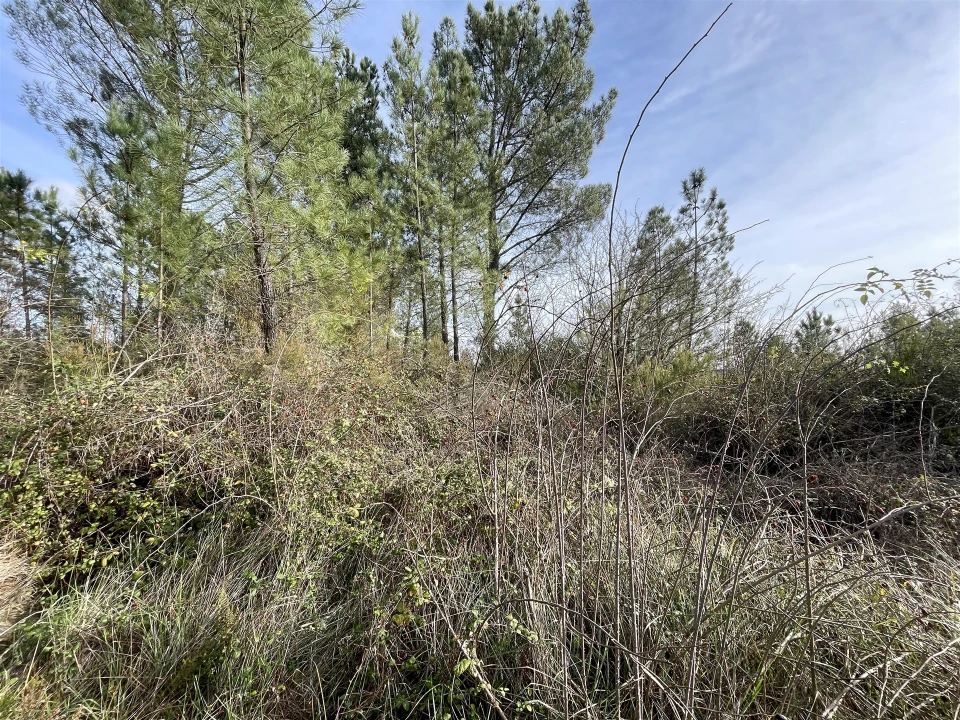 Terreno Agricola ou Rústico para Venda em Sarzedas Foto 7